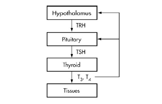 Control of thyroid hormone secretion image 2